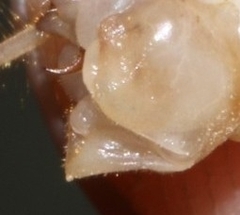 Dolichopoda bormansi
