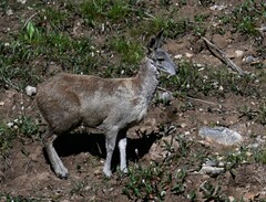 Moschus chrysogaster