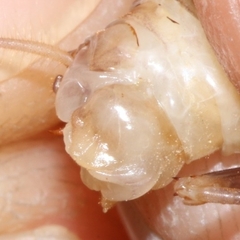 Dolichopoda bormansi