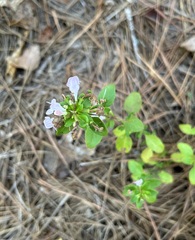 Clinopodium carolinianum