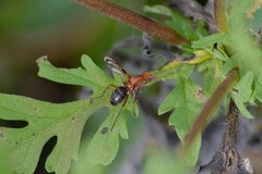 Tritoxa incurva