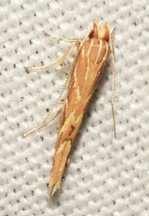 Pyroderces argyrogrammos