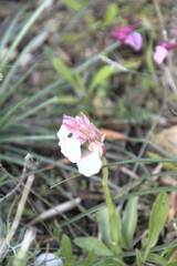 Anacamptis papilionacea