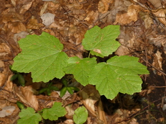 Acer opalus