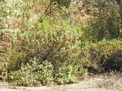 Pinus pinea