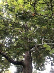 Platanus