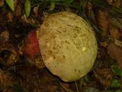 Rubroboletus satanas