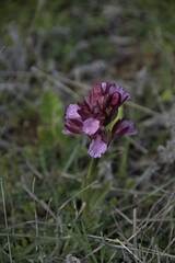 Anacamptis papilionacea