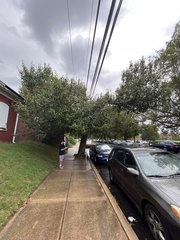 Crataegus phaenopyrum