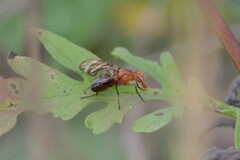 Tritoxa incurva