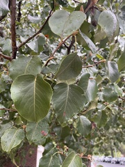 Crataegus phaenopyrum