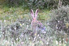 Lepus oiostolus