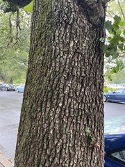 Crataegus phaenopyrum