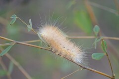 Spilosoma
