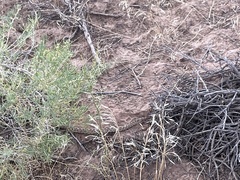 Pituophis catenifer deserticola