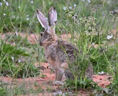 Lepus oiostolus