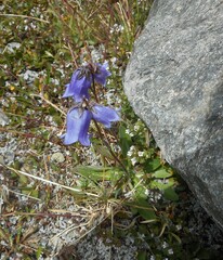 Campanula barbata