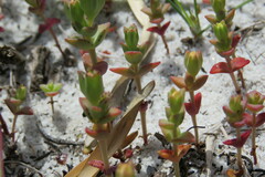 Crassula dichotoma