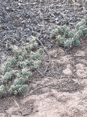 Pituophis catenifer deserticola