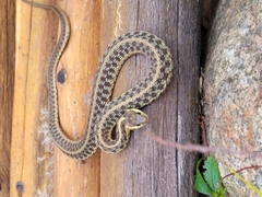 Thamnophis sirtalis pallidulus