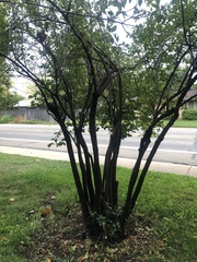 Crataegus phaenopyrum