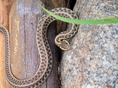 Thamnophis sirtalis pallidulus