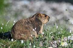 Marmota himalayana