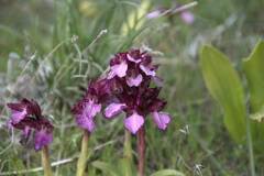 Anacamptis papilionacea
