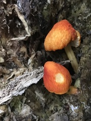 Pluteus aurantiorugosus