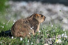 Marmota himalayana