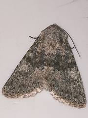 Polymixis dubia