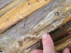 Thamnophis sirtalis pallidulus