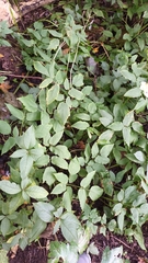Aegopodium podagraria