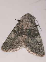 Polymixis dubia