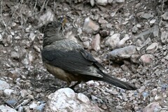 Turdus kessleri