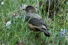 Turdus kessleri