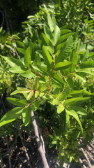 Schinus terebinthifolia