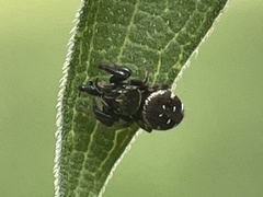 Paraphidippus aurantius