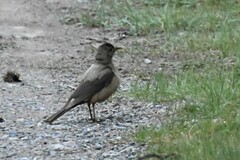 Turdus kessleri