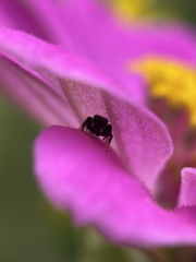 Paraphidippus aurantius