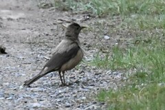 Turdus kessleri
