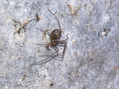 Psilochorus pullulus