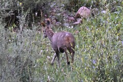 Moschus chrysogaster