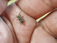 Prosoplus bankii
