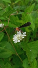 Melanchroia chephise