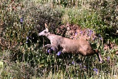 Moschus chrysogaster