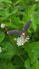 Melanchroia chephise
