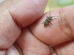Prosoplus bankii
