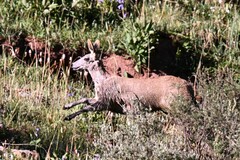 Moschus chrysogaster