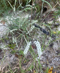 Polygonella gracilis